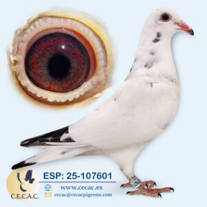 ESP: 2025-107601-M♂   JOS THONÉ/ROMARIO