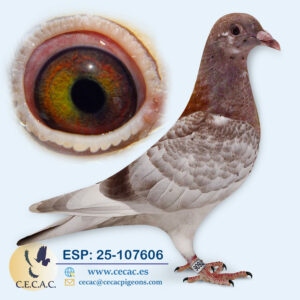 ESP: 2025-107606-H♀   JAN ARDEN/BATENBURG