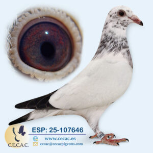 ESP: 2025-107646-M♂   SCHEREN&VANGRAMB.