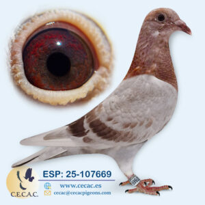 ESP: 2025-107669-H♀   AS PALOMA VELOCIDAD