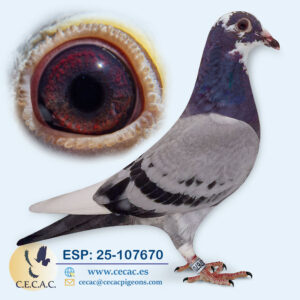 ESP: 2025-107670-H♀   PIPA ELITE CENTER