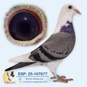 ESP: 2025-107677-H♀   GEBR. LEIDEMAN/PIPA ELITE CENTER