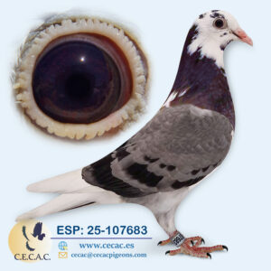 ESP: 2025-107683-H♀   PIPA ELITE CENTER