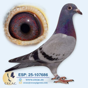 ESP: 2025-107686-H♀   STASSART