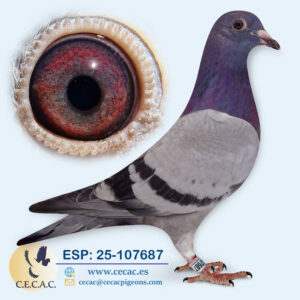 ESP: 2025-107687-M♂   STASSART