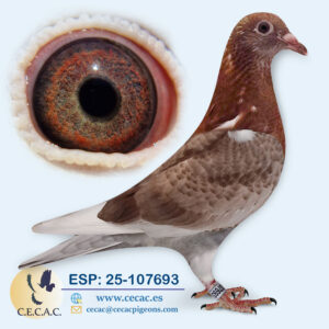 ESP: 2025-107693-M♂   JAN AARDEN