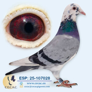 ESP: 2025-107028-M♂ GEBR. LEIDEMAN/PIPA ELITE CENTER