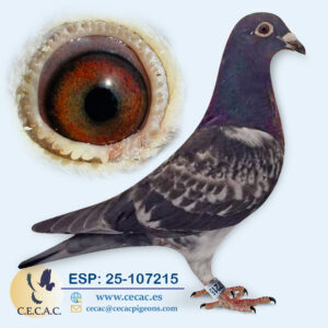 ESP: 2025-107215-H♀   STASSART