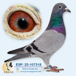 ESP: 2025-107318-M♂   KANNIBAAL