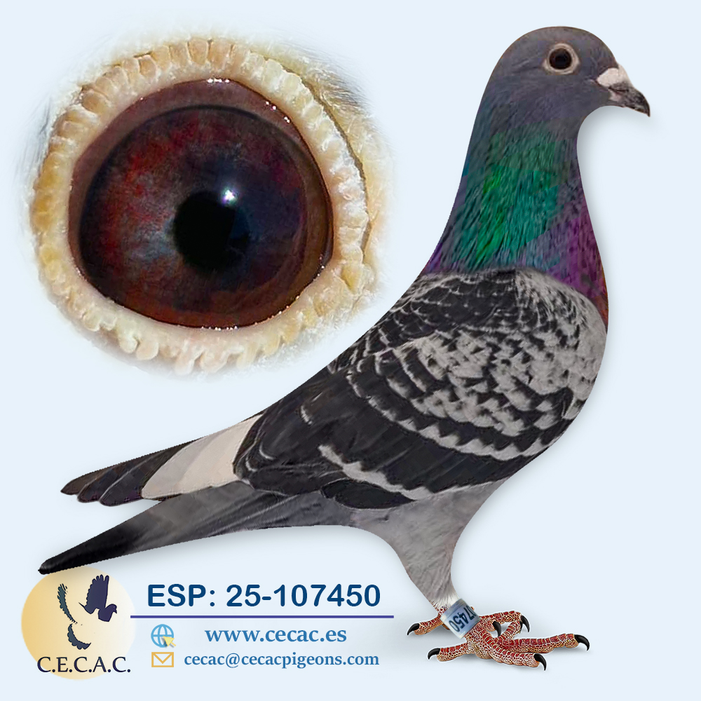 ESP: 2025-107450-H♀ BATENBURG/JELLEMA