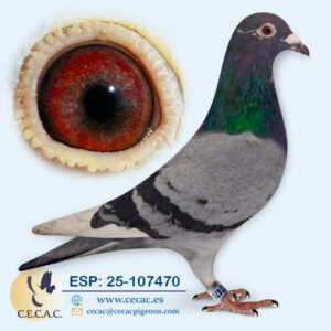 ESP: 2025-107470-M♂  PIPA ELITE/LEIDEMAN