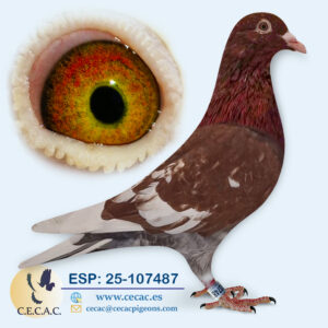 ESP: 2025-107487-M♂   MEULEMANS