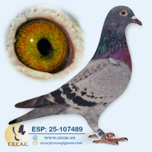 ESP: 2025-107489-M♂   DERBY