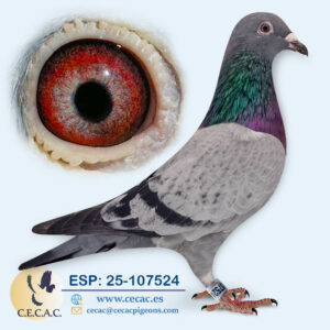 ESP: 2025-107524-M♂   DERBY