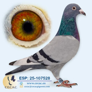 ESP: 2025-107528-M♂   DERBY