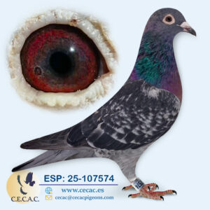 ESP: 2025-107574-H♀   STASSART