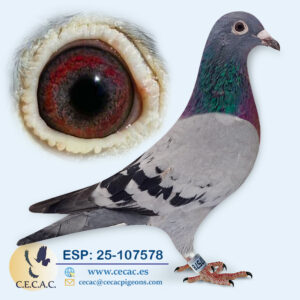 ESP: 2025-107578-H♀   DIRK VAN DEN BULCK