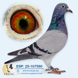 ESP: 2025-107580-H♀   DIRK VAN DEN BULCK