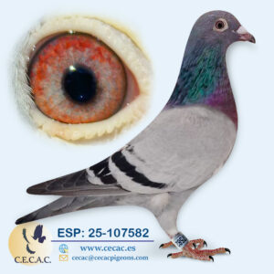 ESP: 2025-107582-M♂   KANNIBAAL/OP DE BEECK