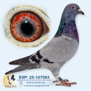 ESP: 2025-107583-H♀  KANNIBAAL/OP DE BEECK BAET