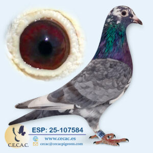 ESP: 2025-107584-H♀   ARDEN/WANROY/BRICOUX