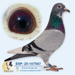 ESP: 2025-107587-H♀   PIPA ELITE CENTER