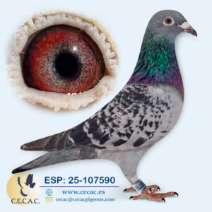 ESP: 2025-107590-H♀   STICHELBAUT/OVERWATER