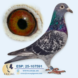 ESP: 2025-107591-H♀   ERIK LIMBOURG/MARTENS TONY