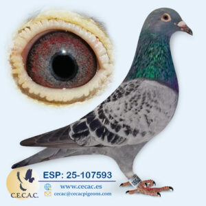 ESP: 2025-107593-M♂   LEO HEREMANS