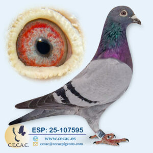 ESP: 2025-107595-M♀   DERBY