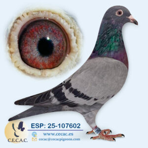 ESP: 2025-107602-H♀  J. THONÉ/ROMARIO