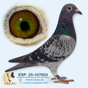 ESP: 2025-107603-H♀   JAN AARDEN/HANSENNE