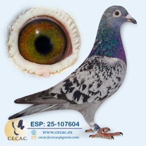 ESP: 2025-107604-H♀   DERBY