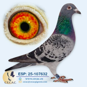 ESP: 2025-107632-M♂   KOOPMAN