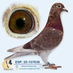 ESP: 2025-107638-H♀   EMIEL DENYS/JAN AARDEN