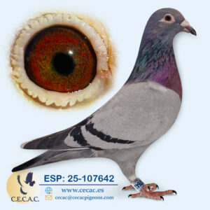 ESP: 2025-107642-H♀   DERBY