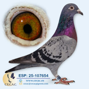 ESP: 2025-107654-H♀   LEON ROKS/AARDEN