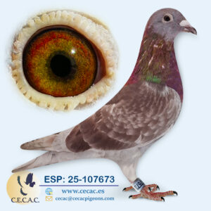 ESP: 2025-107673-M♂   BATENBURG