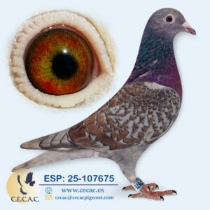 ESP: 2025-107675-H♀   COLOUR RACING