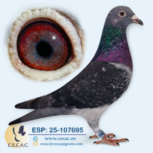 ESP: 2025-107695-M♂   BART GEERINNCKX