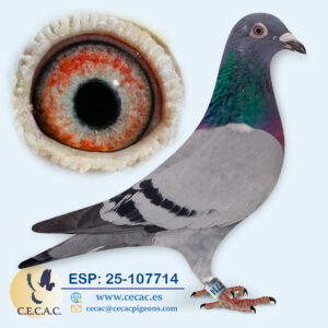 ESP: 2025-107714-M♂   DERBY/JANSSEN