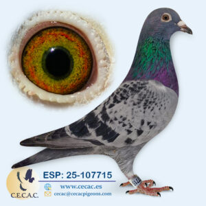 ESP: 2025-107715-H♀   LEO HEREMANS