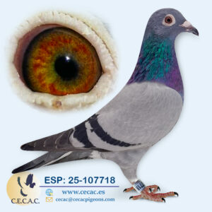 ESP: 2025-107718-H♀   DERBY