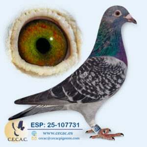 ESP: 2025-107731-H♀   DIRK VAN DEN BULCK