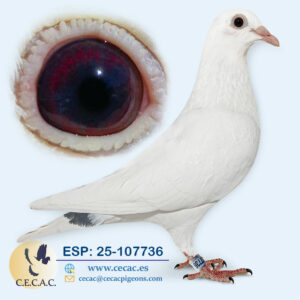 ESP: 2025-107736-M♂  PIPA ELITE CENTER