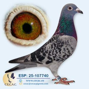 ESP: 2025-107740-H♀   GRAN FONDO