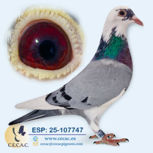 ESP: 2025-107747-M♂ VAN REETH RUDY