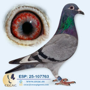 ESP: 2025-107763-H♀ PIPA ELITE CENTER