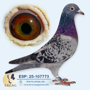 ESP: 2025-107773-H♀ STILCHERBAUT/OVERWATER