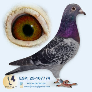 ESP: 2025-107774-M♂ STICHERBAUT/OVERWATER